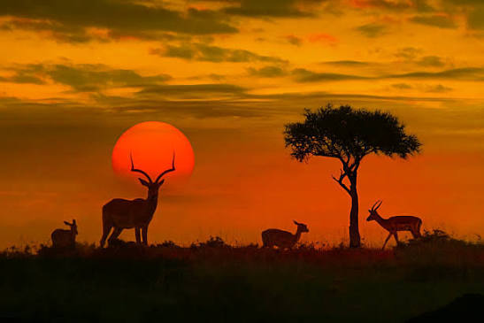 Kruger National Park safari